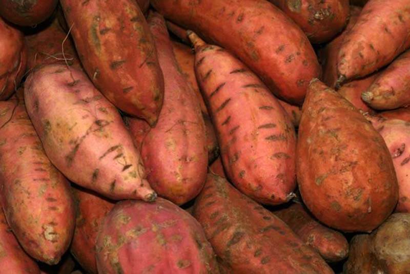 Sweet Potato Seeds for Planting Red Orange Variety