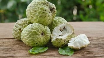 Sweet Sop (Sugar Apple) Fruit Seeds for Planting