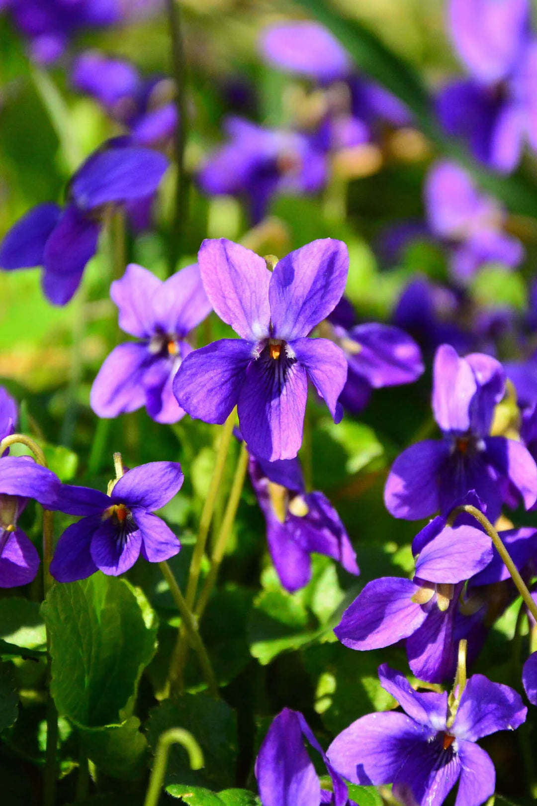 Violblomsterfrø til udplantning, 100 stk