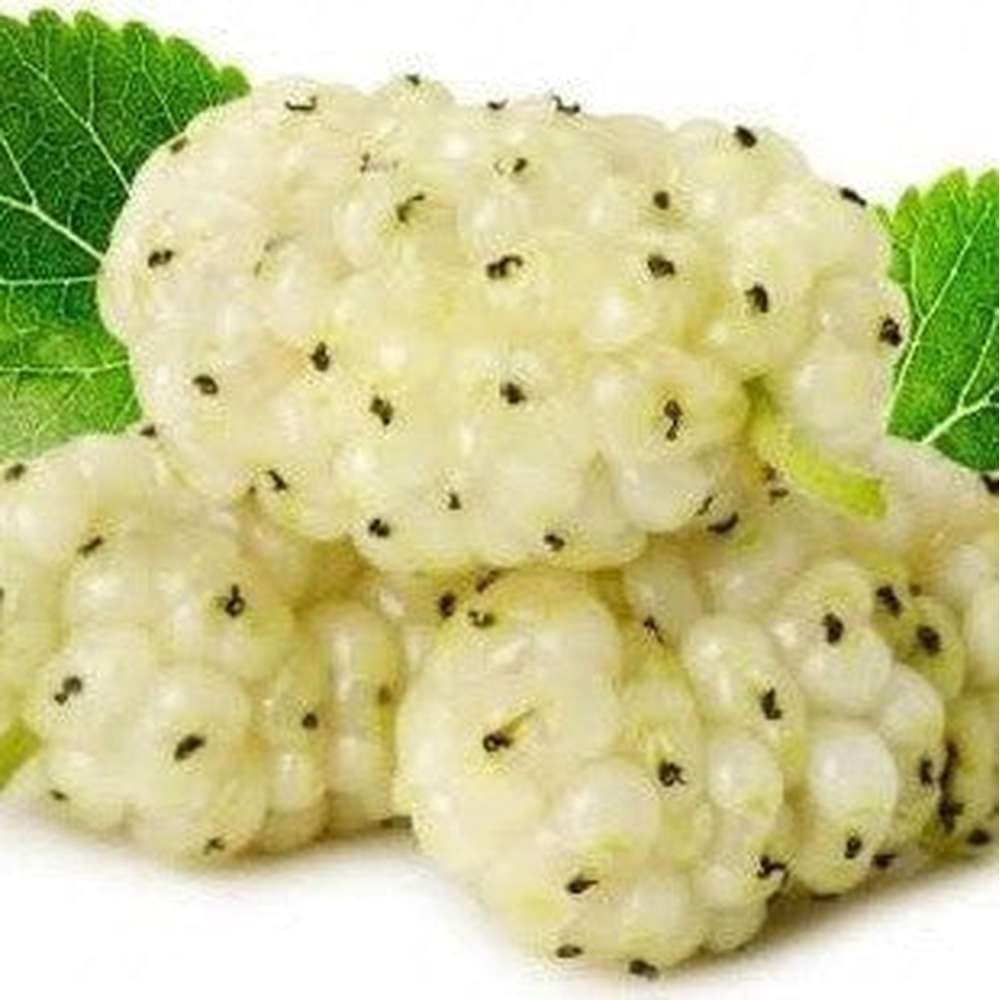 Sweet Watermelon Vine Seeds