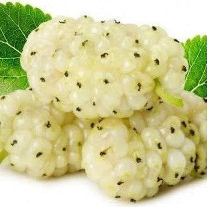 Sweet Watermelon Vine Seeds
