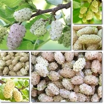 Sweet Watermelon Vine Seeds