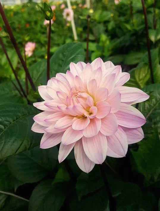 Dahlia Flower Seeds for Planting Soft Pink White 100 pcs