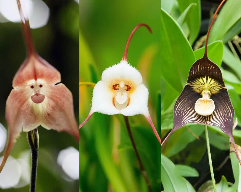 ark rare flower seeds Heirloom Monkey Orchid Flower Seeds, Non-GMO Rare Blooms for Garden Planting