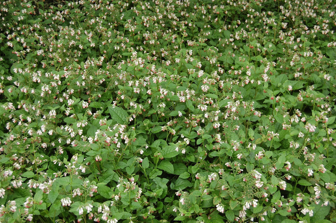 pink heirloom flower seeds