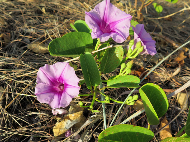 Heirloom Ipomea Pes-caprae Flower Seeds for Planting – Non-GMO, High Germination, Organic Garden Seeds