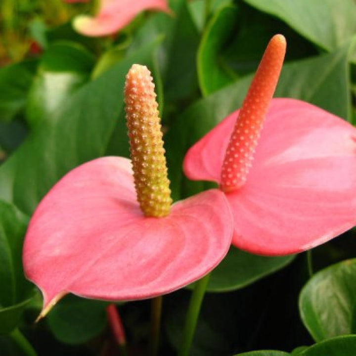 Friske Anthurium Blomsterfrø til Plantning, Pink 100 stk