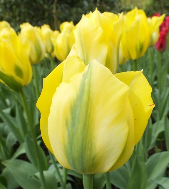Tulip Flower Seeds for Planting – Yellow and Green Mix, Heirloom, Non-GMO, High Germination Organic Garden Seeds