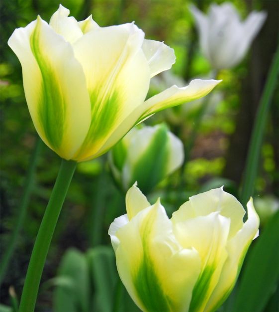 Tulip Flower Seeds for Planting – Yellow and Green Mix, Heirloom, Non-GMO, High Germination Organic Garden Seeds