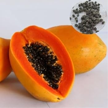 Taiwan Red Lady Papaya Fruit Seeds for Planting