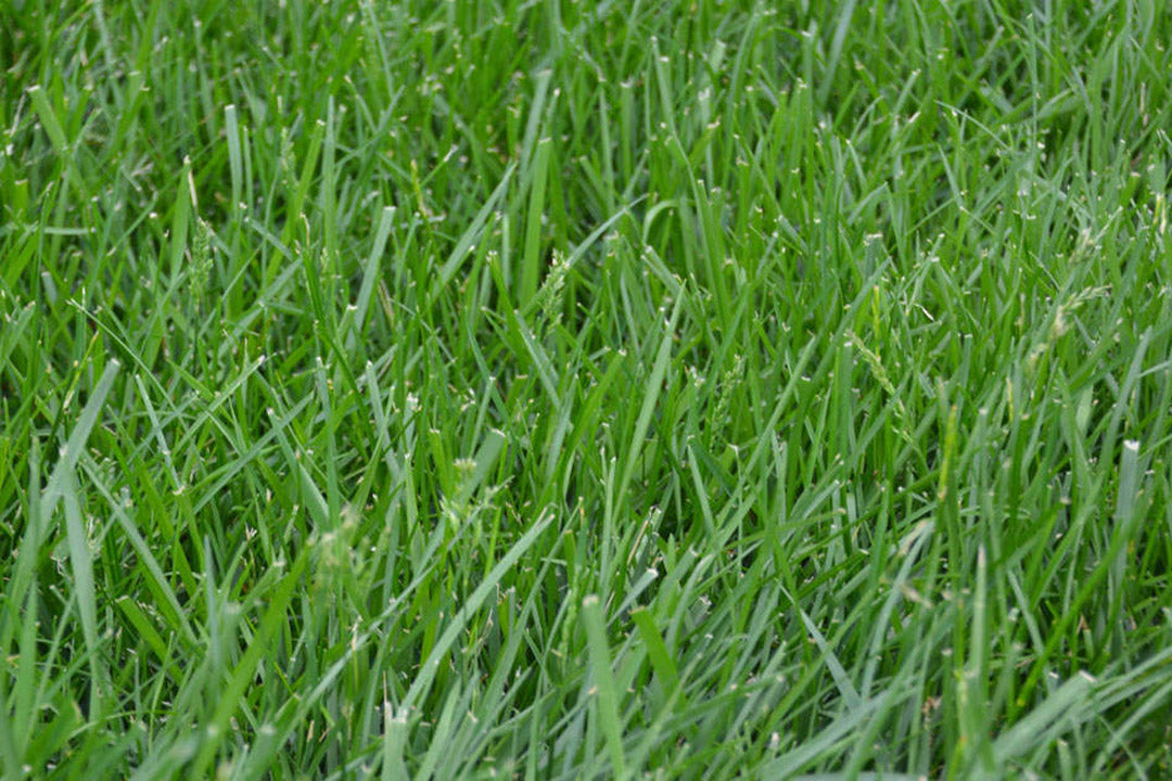 Heirloom Clumping Fescue Plant Seeds, Non-GMO Ornamental Grass for Low-Maintenance Garden Planting