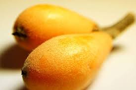 Tanaka Loquat Tree Seeds for Planting
