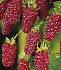 Tayberry Fruit Seed Set for Planting