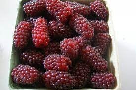 Tayberry Fruit Seed Set for Planting