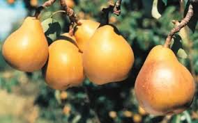 Taylor’s Gold Pear Fruit Seeds for Planting