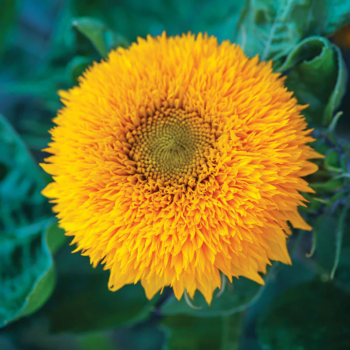 Teddy Bear Sunflower Seeds for Planting