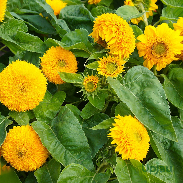 Teddy Bear Sunflower Seeds for Planting