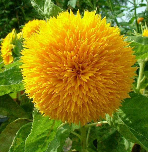 Teddy Bear Sunflower Seeds for Planting