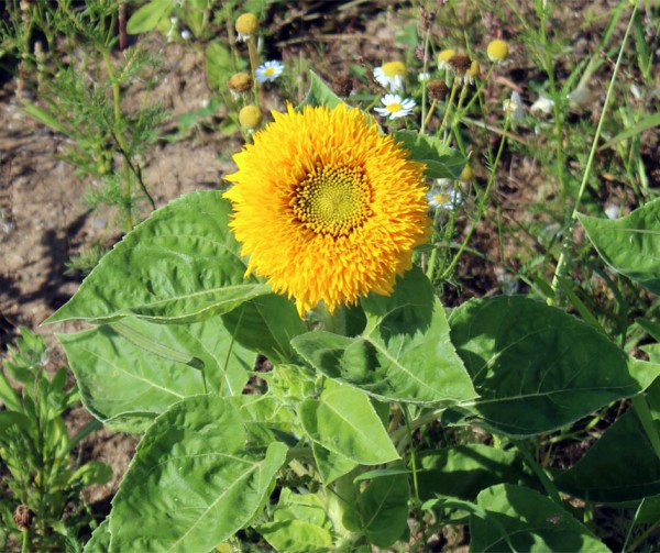 teddyb sonnenblumensamen flower seeds