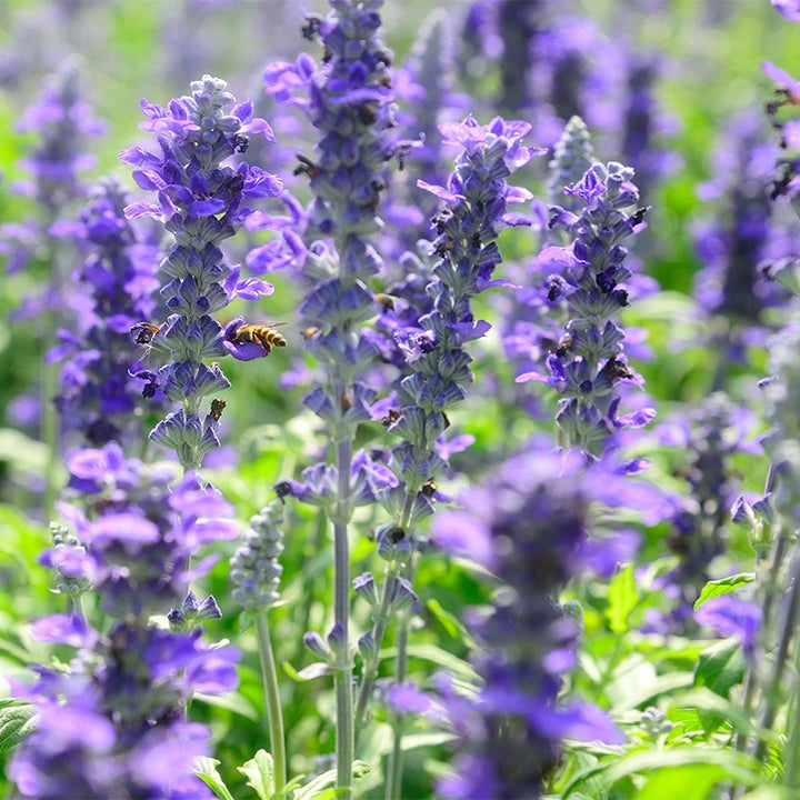 Violet Salvia Eng Salvie Blomsterfrø til udplantning - 100 stk