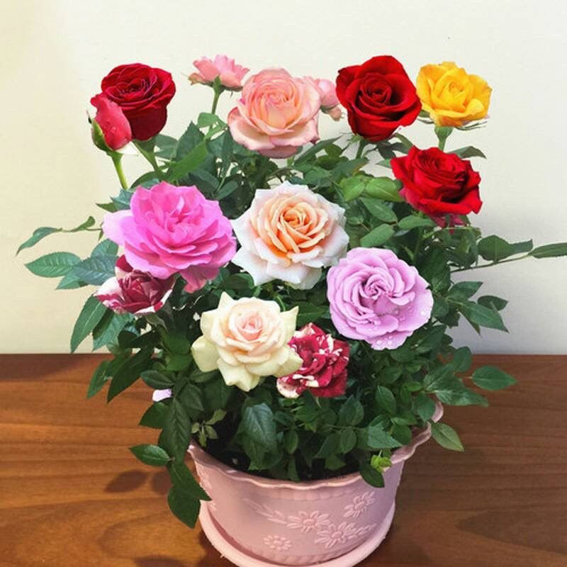 Miniature Rose Mixed Flower Seeds for Planting 100 pcs