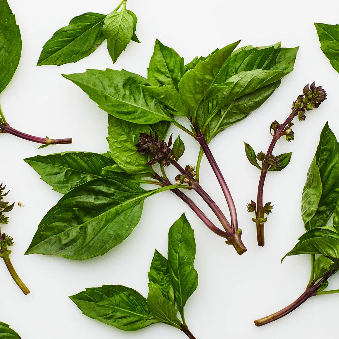 Thai Basil Herb Seeds for Planting