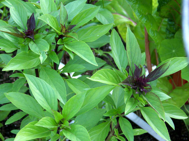Thai Basil Herb Seeds for Planting
