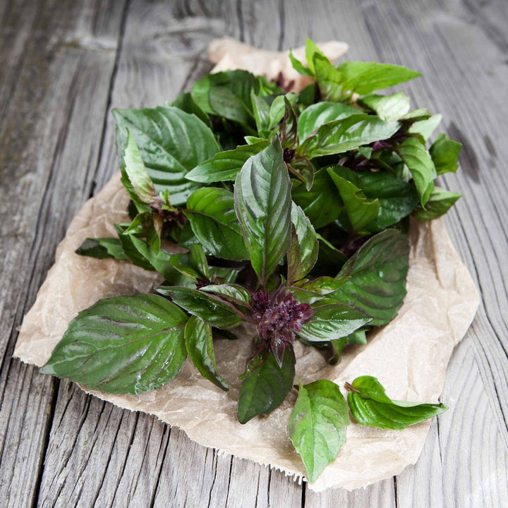 Thai Basil Herb Seeds for Planting