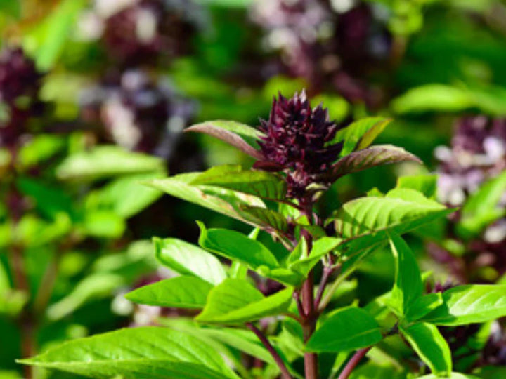Thai Basil Herb Seeds for Planting