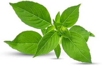 Thai Basil Plant Seeds