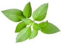 Thai Basil Plant Seeds