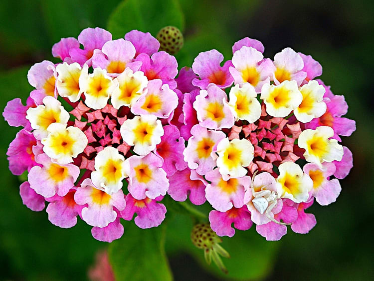 Heirloom Non-GMO Lantana Flower Seeds for Planting – Vibrant Butterfly-Friendly Garden Blooms