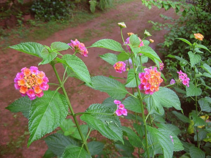 Heirloom Non-GMO Lantana Flower Seeds for Planting – Vibrant Butterfly-Friendly Garden Blooms