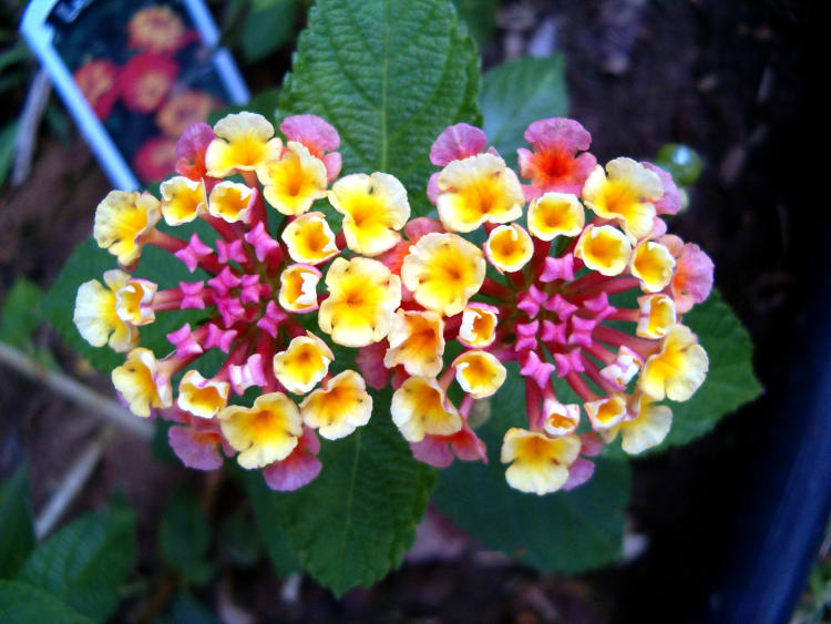 Heirloom Non-GMO Lantana Flower Seeds for Planting – Vibrant Butterfly-Friendly Garden Blooms