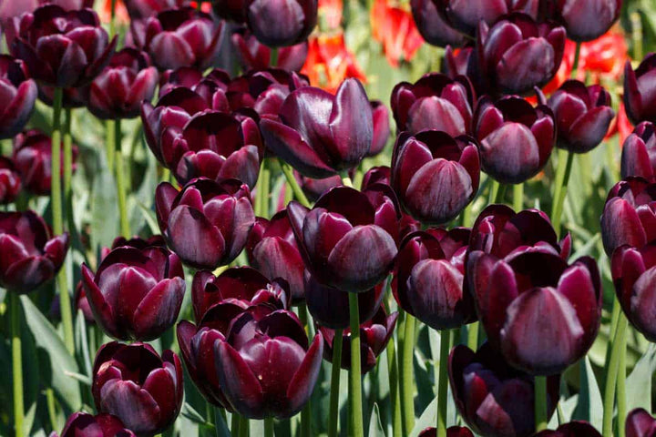 Maroon Tulip Flower Seeds for Planting – Heirloom, Non-GMO, High Germination Organic Garden Seeds