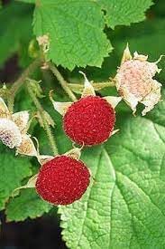 Thimbleberry Fruit Seeds for Planting
