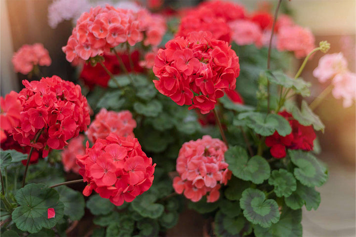 Geranium Light Red White Flower Seeds for Planting 100 pcs