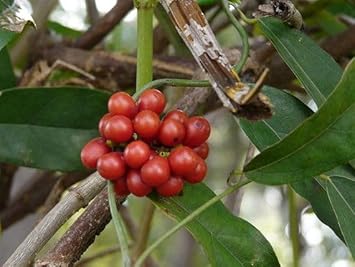 Tiliacora Fruit Seeds for Planting