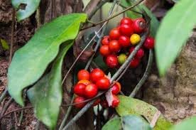 Tiliacora Fruit Seeds for Planting