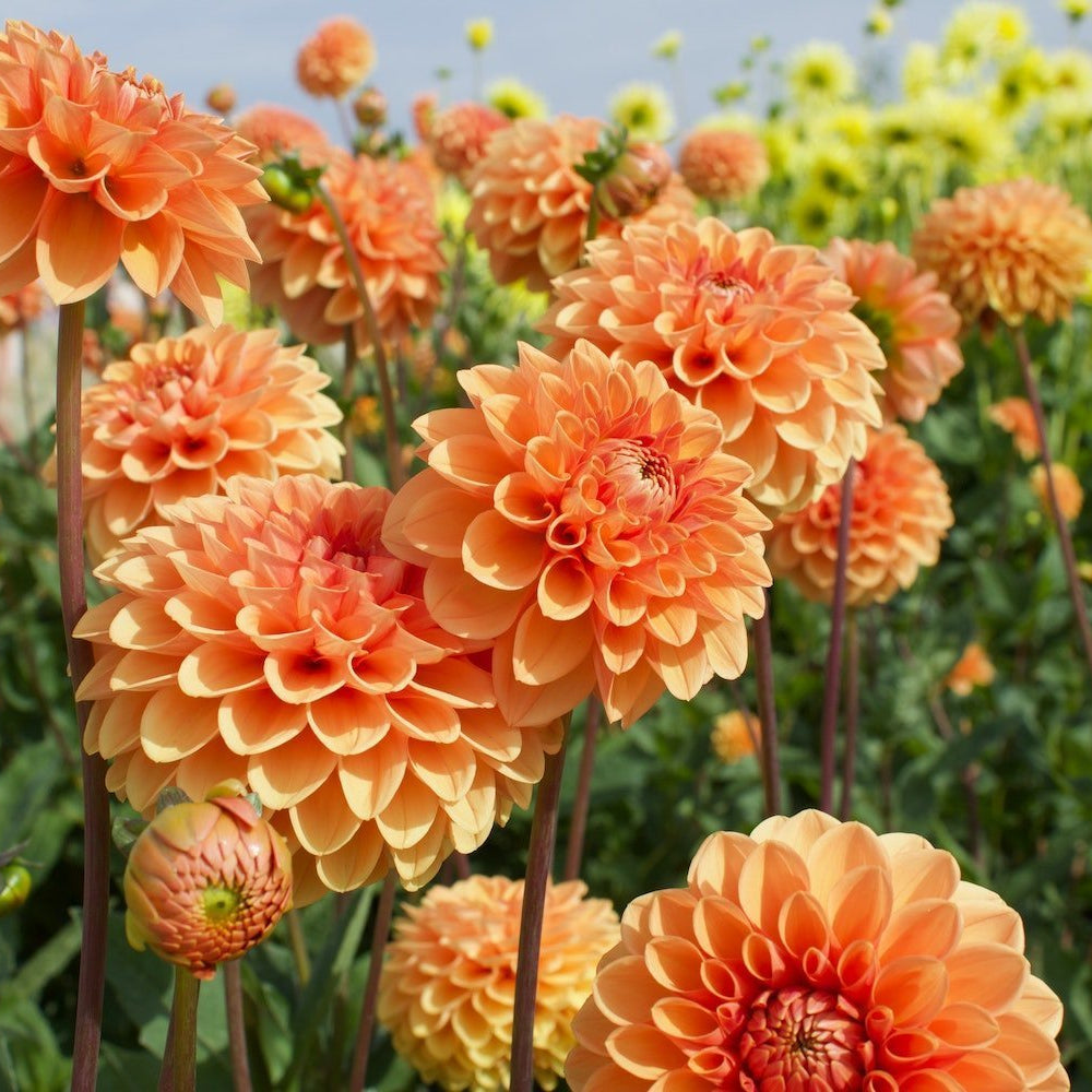 organic heirloom flower seeds