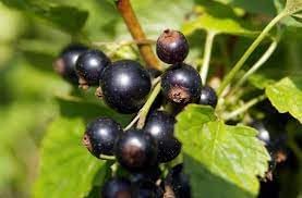 Titania Black Currant Seeds for Planting