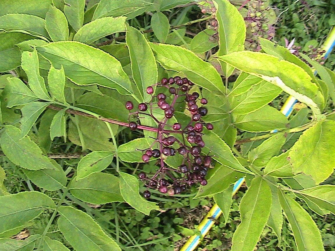 Titania Black Currant Seeds for Planting