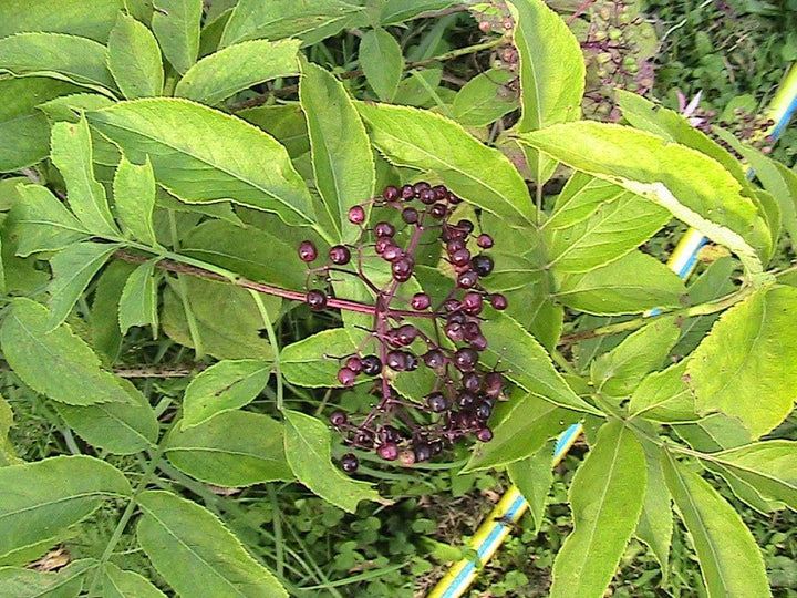 Titania Black Currant Seeds for Planting