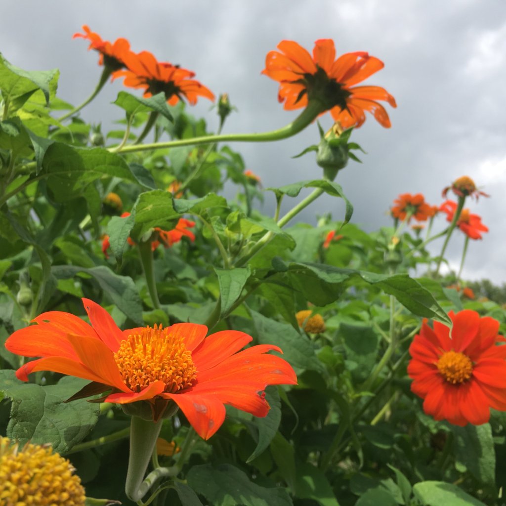 orange tithonia flower seeds