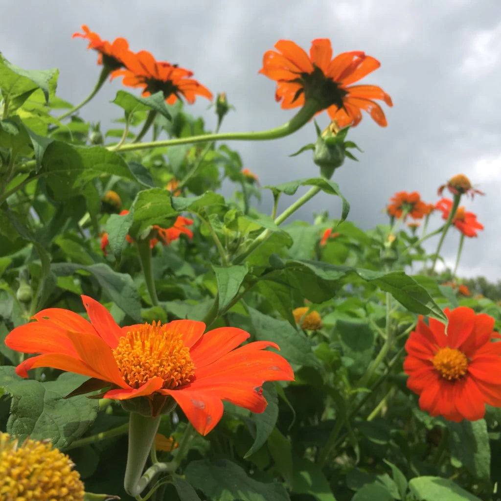 Heirloom Non-GMO Mexican Sunflower Seeds – Orange Blooms for Planting