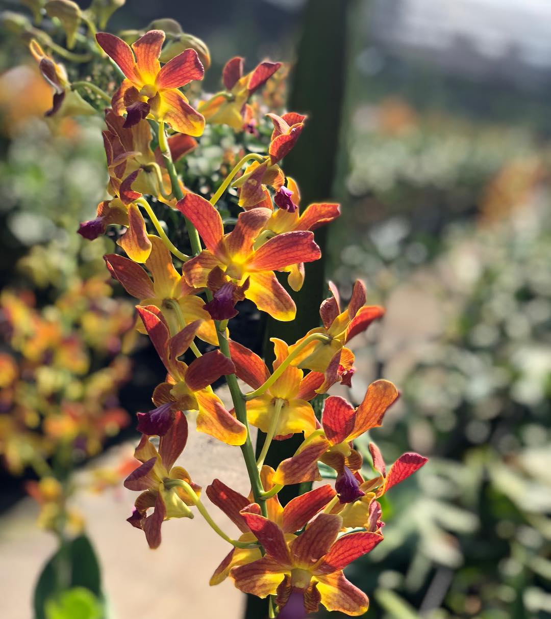 Heirloom Non-GMO Brown Dendrobium Flower Seeds for Exotic Garden Decor and Indoor Planting