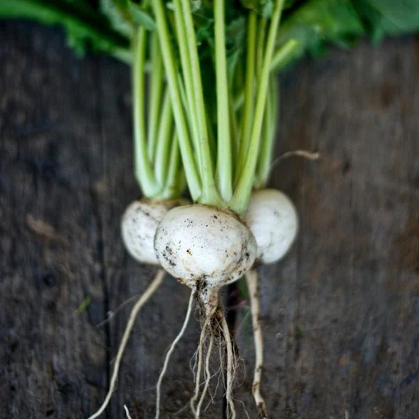 Tokyo Cross Turnip Vegetable Seeds for Planting – Heirloom, Non-GMO Organic Garden Seeds