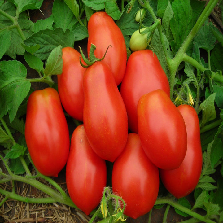 Roma VF Tomato Vegetable Seeds for Planting - Heirloom & Non-GMO Garden Seeds