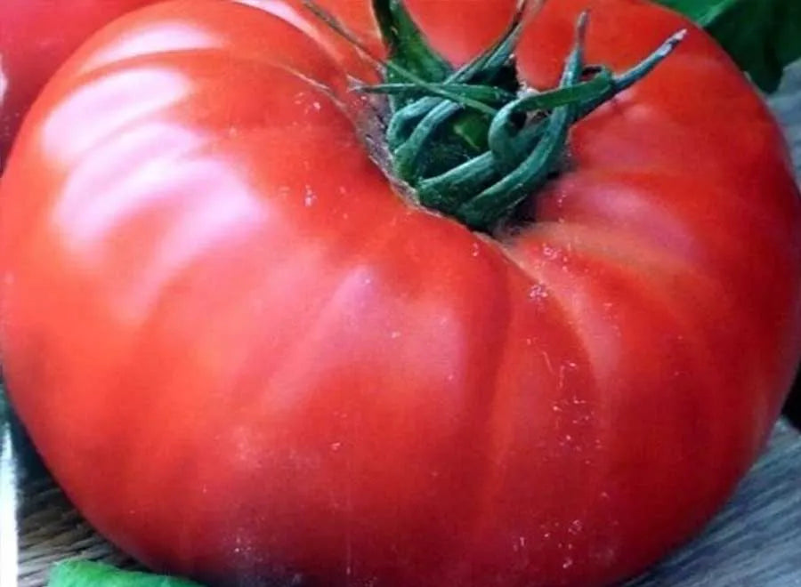 Lyserøde Gaint tomatfrø til udplantning, 100 stk