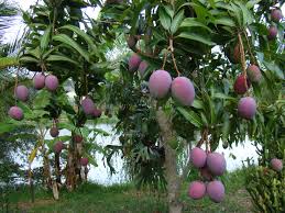 Tommy Atkins Mango Fruit Seeds for Planting